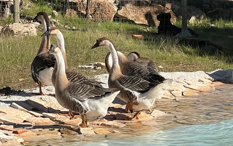 Farm by the sea
