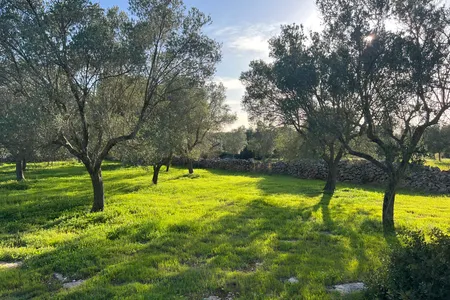 Olive grove for recreational use