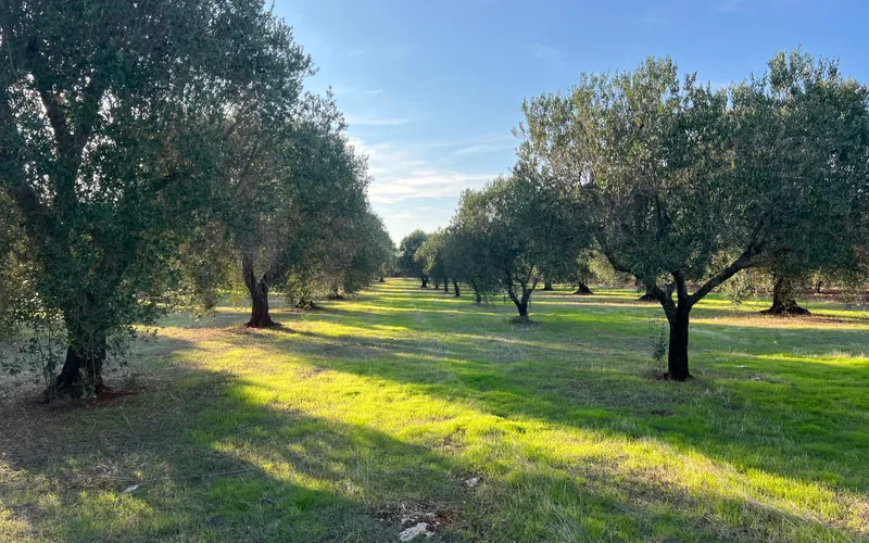 Stavební pozemek 12.500m2
