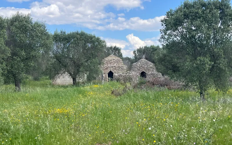 Land with old Trullo and olive trees