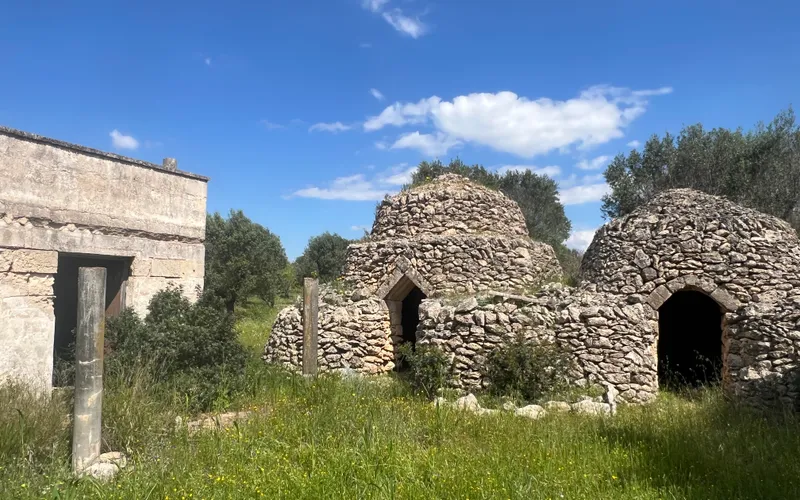 Land with old Trullo and olive trees