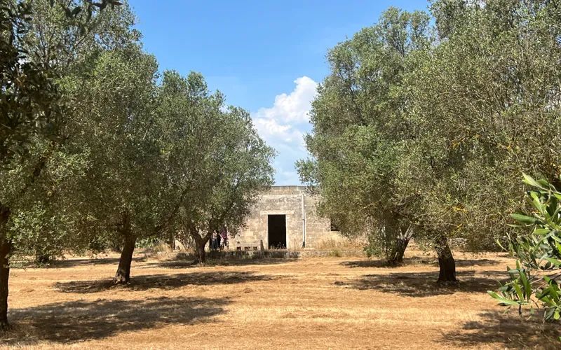 House with a hectare of land for renovation
