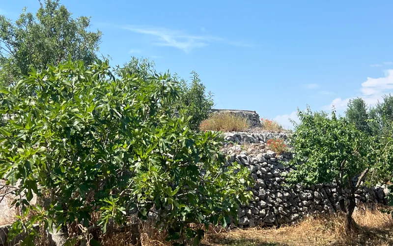 House for Renovation with a Large Plot